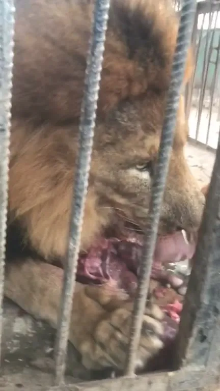 Лев и котёнок без страха