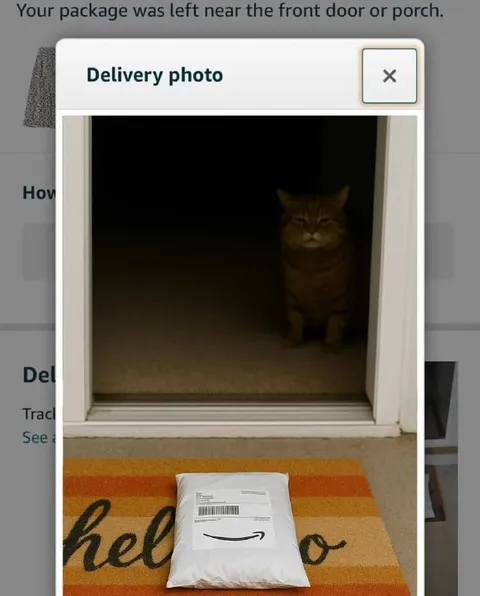 Package Delivered to a Cat