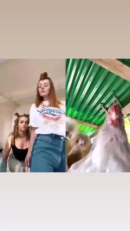 Девушки и танцующие животные