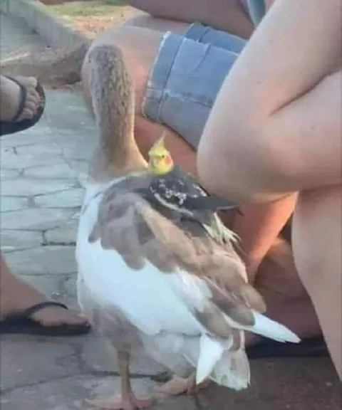 Гусь среди отдыхающих