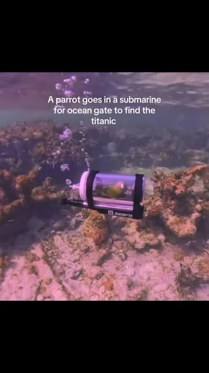 Parrot Submarine Finds Titanic