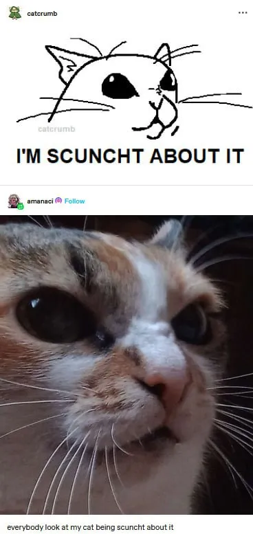 Cat Scuncht About It