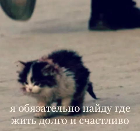Кот ищет счастье