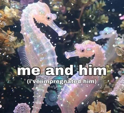 Seahorse Pregnancy Joke
