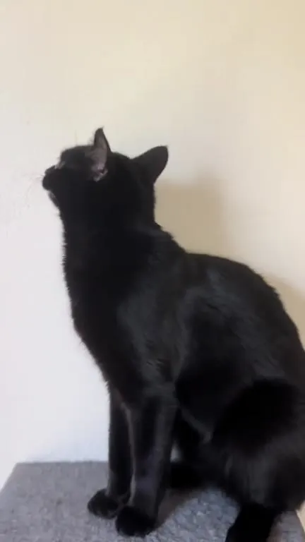 Чёрный кот уходит в дверцу