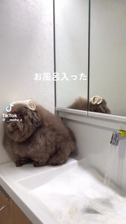 お風呂に入った犬