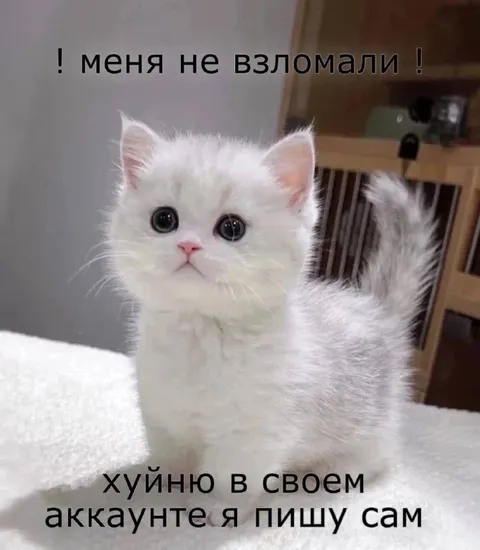 Кот сам пишет с аккаунта