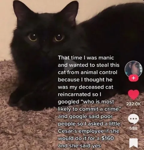 Manic Cat Reincarnation Theory