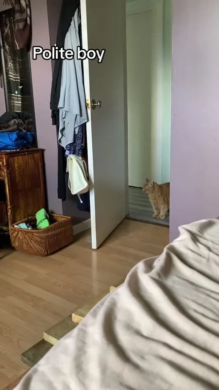 Polite Boy Cat Enters
