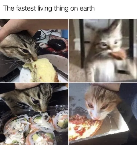 The Fastest Living Thing on Earth