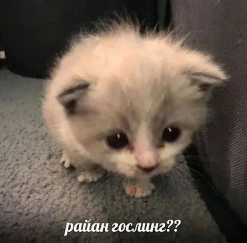 Райан Гослинг??