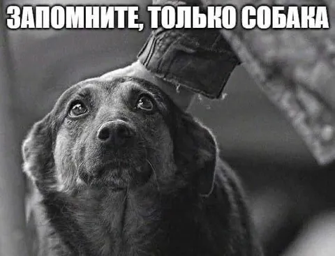 Запомните, только собака