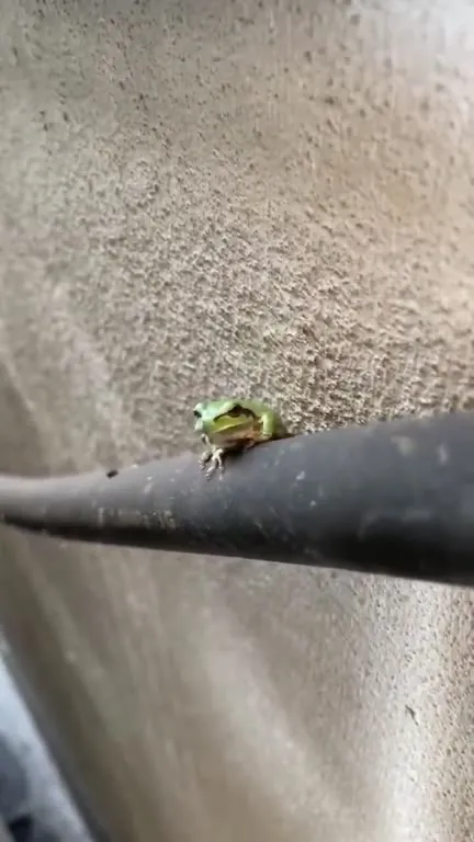 Frog at 3AM WTF
