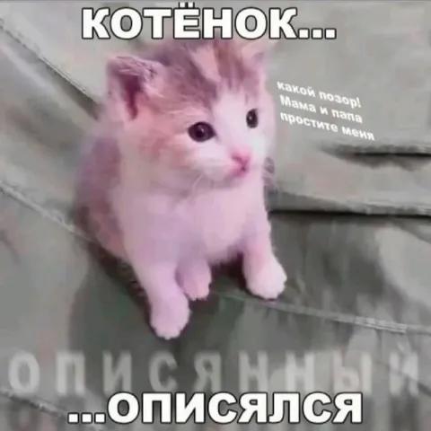 Котёнок описался