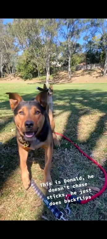 Dog Backflips Instead of Chasing Sticks