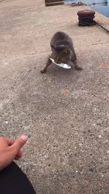 Кот уходит с рыбой