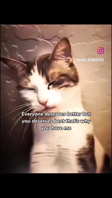 Everyone Deserves Better Cat