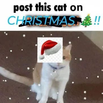 Post This Cat on Christmas