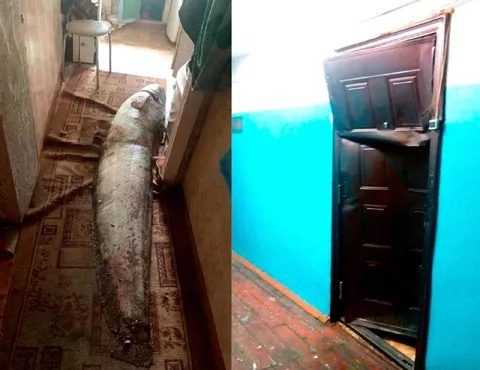 Рыба не пролезла в дверь