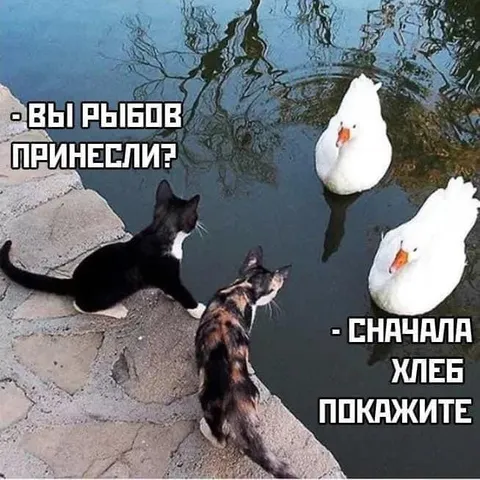 Коты спрашивают про хлеб