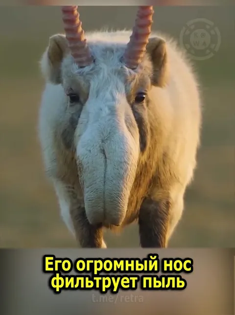 Сайгак с огромным носом