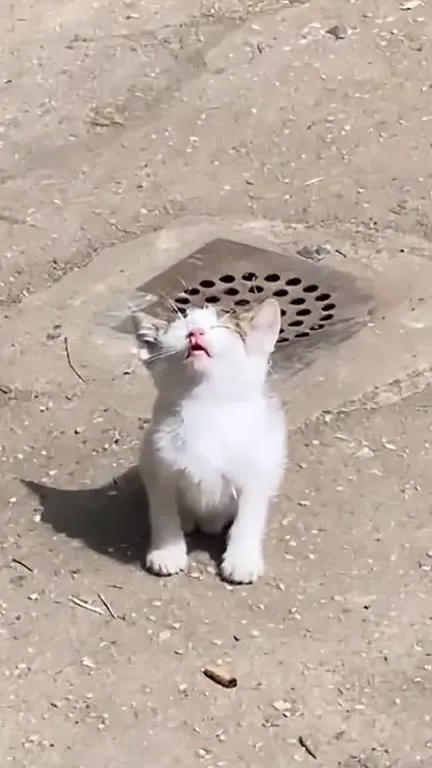 Котёнок поёт под солнцем