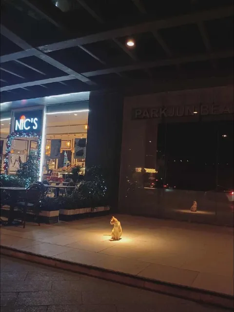 Cat Under the Spotlight