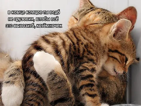 Котёнок не грузовик