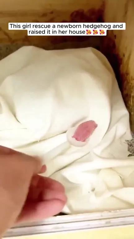 Newborn Hedgehog Grows Up