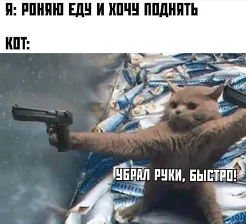 Кот требует поднять руки