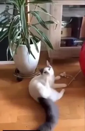 Кот против комнатного растения