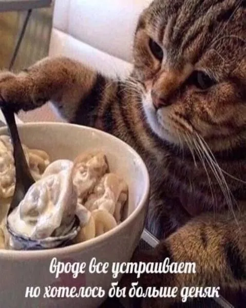 Кот хочет больше денег