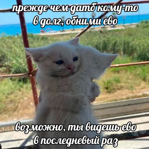 Кот перед последним займом