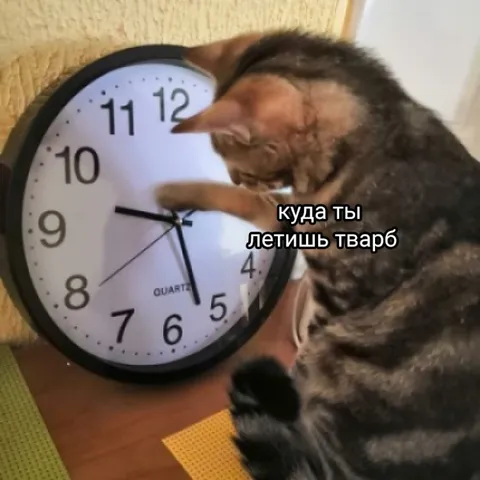 Кот не хочет отпускать время