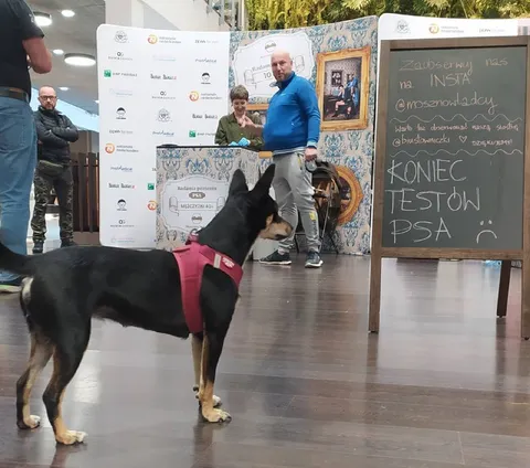 Koniec testów PSA