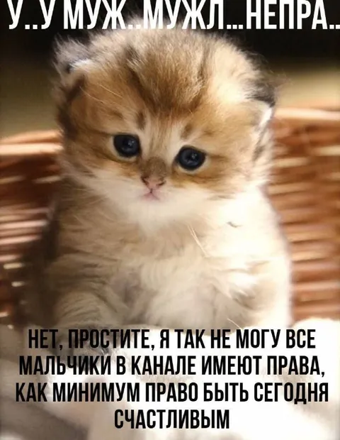 Котёнок не может быть счастливым