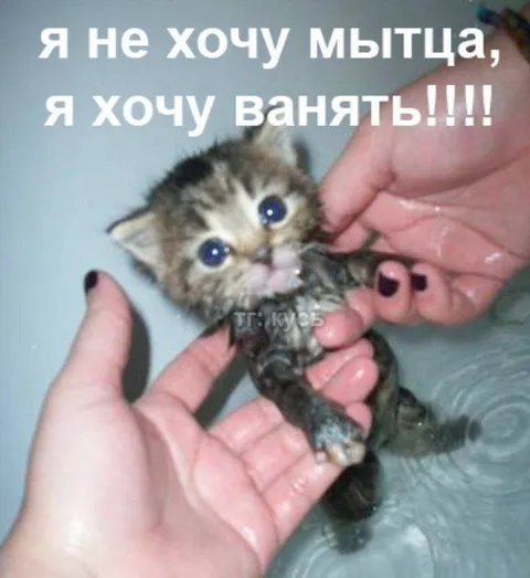 Котёнок вместо мытья