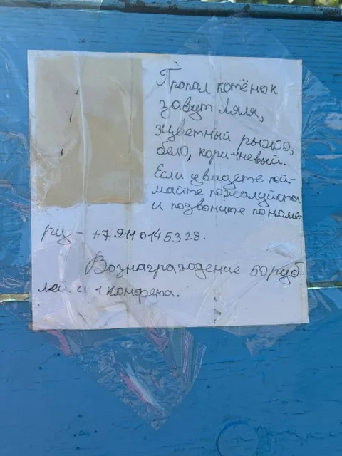 Котёнок с зелёным поясом