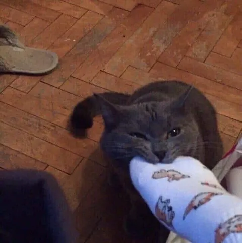 Кот кусает носок