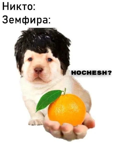 Земфира предлагает апельсин