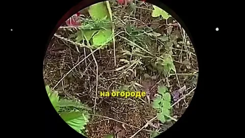 Клубничка пошла на огороде