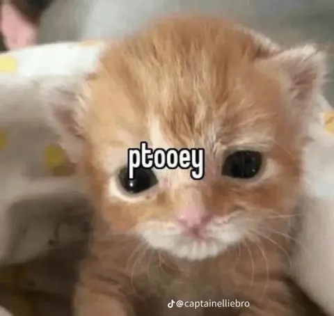 Ptooey Kitten Reaction