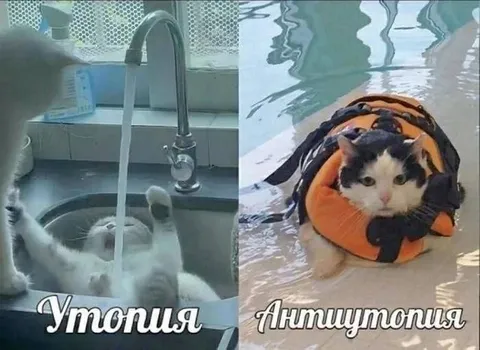 Утопия и антиутопия кота