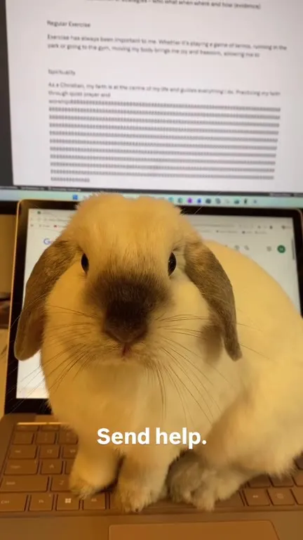 Send Help Bunny
