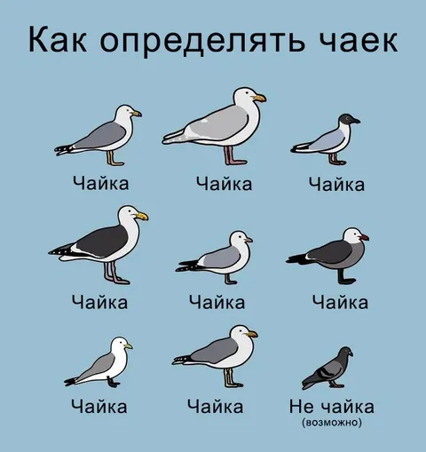 Как определить чаек