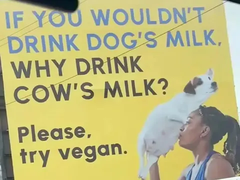Why Drink Cow's Milk?