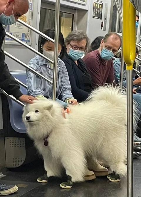 Пушистый пассажир в метро