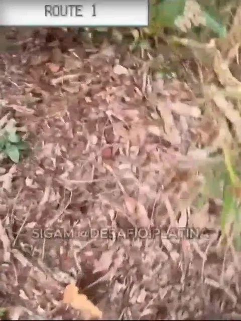 Wild Pokémon on Route 1