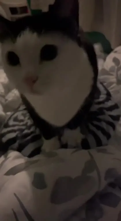 Кот под эпичный транс