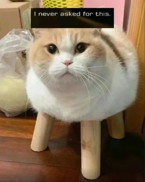 I Never Asked for This Cat